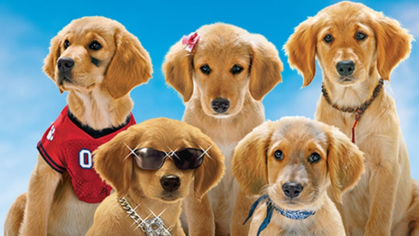 Les 26 Meilleurs Films Avec Des Chiens Trop Mignons