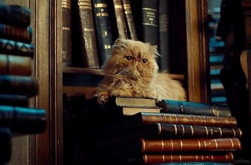 chat Hermione harry potter