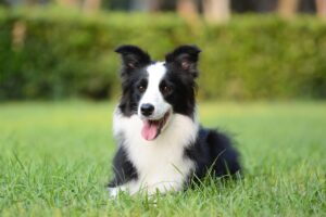 chien