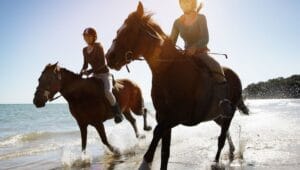 cheval equitation